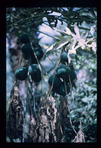 WF_01 - KM_0086
