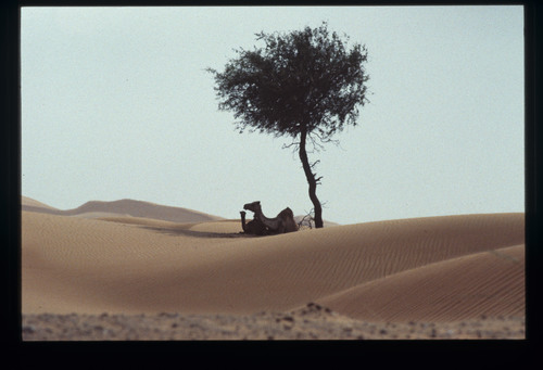 UAE_231_02_03 - KM_5285