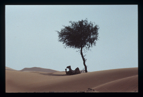 WF_S_SY_UAE_E_230 - KM_6893