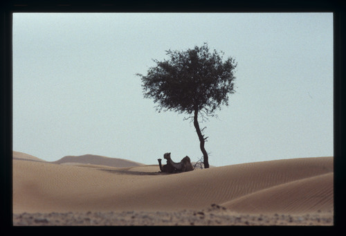 WF_S_SY_UAE_E_230 - KM_6894
