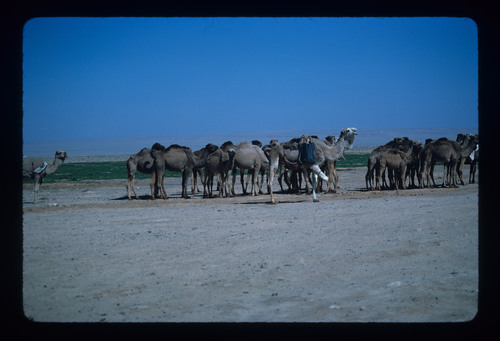 T_nomadism_13 - KM_0174