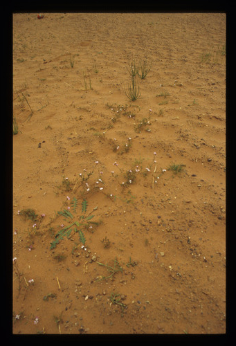 SA_30 - KM_4364