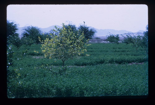 SA_234 - KM_6626
