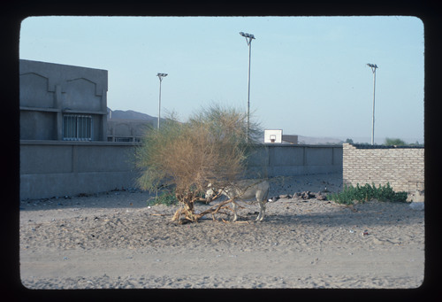 SA_23 - KM_1031