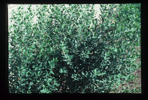 SA_218 - KM_5011