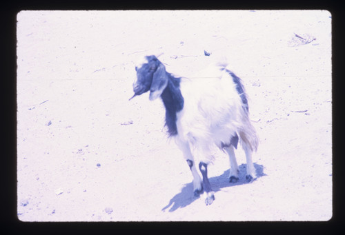WF_TUR_08_07 - KM_1931
