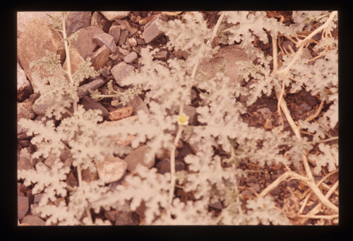 AS_16 - KM_3651