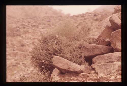AS_16 - KM_3656
