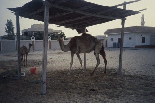 116_海のベドウィンⅠ　ＵＡＥ　'88 ③