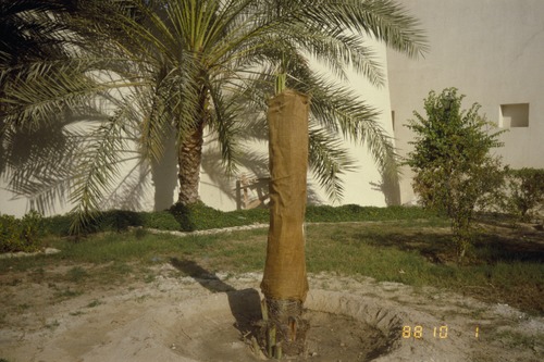 118_ＵＡＥ　'88 ⑤ 祈り、アブダビ、都市風景、ケララ商店 インド人の生活