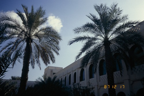 119_ＵＡＥ　'88 ⑥ スクールガナム　絨毯市場　陰に憩うラクダ 文献センター日本部門