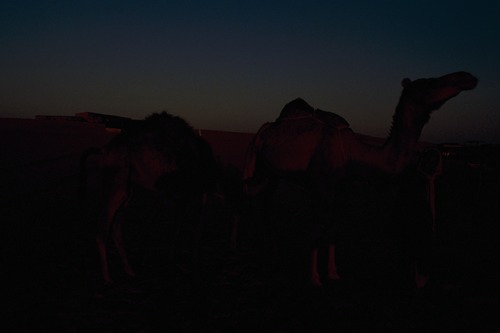 121_ＵＡＥ　'88.12月 ⑧ イスラム墓地　らくだ基地　息子孫との１日