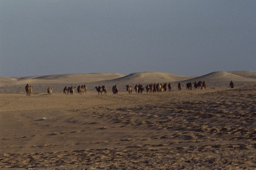 121_ＵＡＥ　'88.12月 ⑧ イスラム墓地　らくだ基地　息子孫との１日