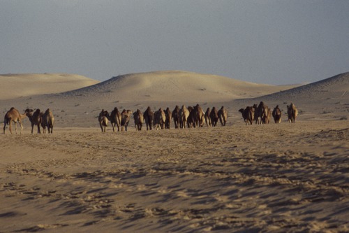 121_ＵＡＥ　'88.12月 ⑧ イスラム墓地　らくだ基地　息子孫との１日