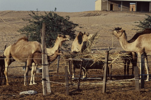 121_ＵＡＥ　'88.12月 ⑧ イスラム墓地　らくだ基地　息子孫との１日
