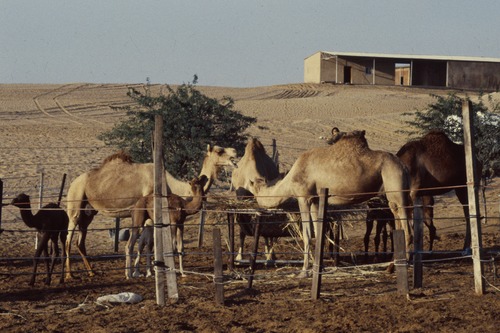 121_ＵＡＥ　'88.12月 ⑧ イスラム墓地　らくだ基地　息子孫との１日