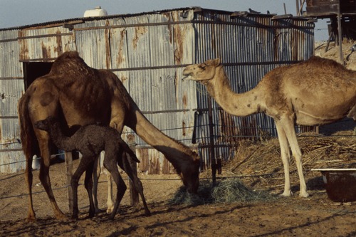 121_ＵＡＥ　'88.12月 ⑧ イスラム墓地　らくだ基地　息子孫との１日