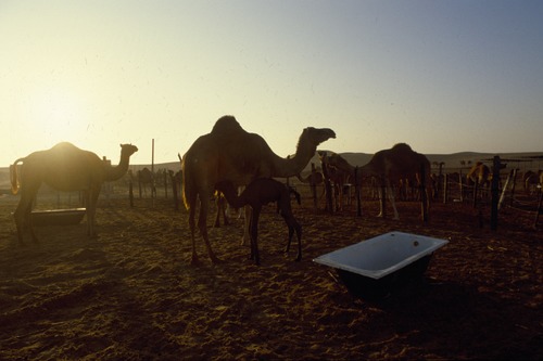 121_ＵＡＥ　'88.12月 ⑧ イスラム墓地　らくだ基地　息子孫との１日