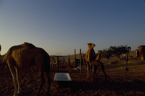 121_ＵＡＥ　'88.12月 ⑧ イスラム墓地　らくだ基地　息子孫との１日