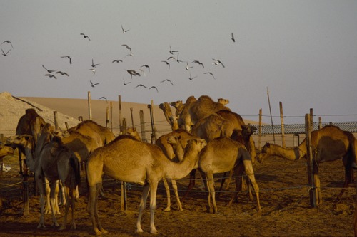 121_ＵＡＥ　'88.12月 ⑧ イスラム墓地　らくだ基地　息子孫との１日