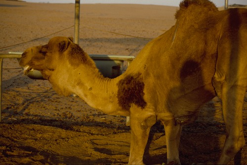 121_ＵＡＥ　'88.12月 ⑧ イスラム墓地　らくだ基地　息子孫との１日