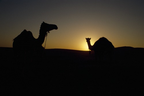 121_ＵＡＥ　'88.12月 ⑧ イスラム墓地　らくだ基地　息子孫との１日
