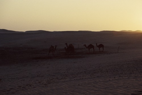 121_ＵＡＥ　'88.12月 ⑧ イスラム墓地　らくだ基地　息子孫との１日