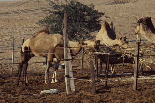 121_ＵＡＥ　'88.12月 ⑧ イスラム墓地　らくだ基地　息子孫との１日
