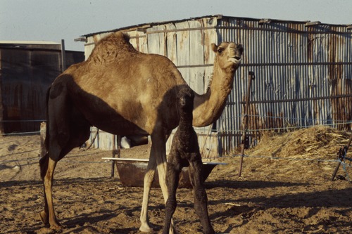 121_ＵＡＥ　'88.12月 ⑧ イスラム墓地　らくだ基地　息子孫との１日