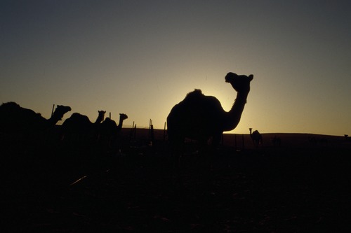 121_ＵＡＥ　'88.12月 ⑧ イスラム墓地　らくだ基地　息子孫との１日