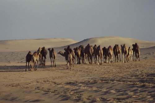 121_ＵＡＥ　'88.12月 ⑧ イスラム墓地　らくだ基地　息子孫との１日
