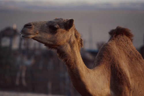 121_ＵＡＥ　'88.12月 ⑧ イスラム墓地　らくだ基地　息子孫との１日