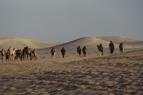 121_ＵＡＥ　'88.12月 ⑧ イスラム墓地　らくだ基地　息子孫との１日