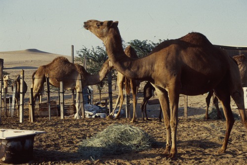 121_ＵＡＥ　'88.12月 ⑧ イスラム墓地　らくだ基地　息子孫との１日