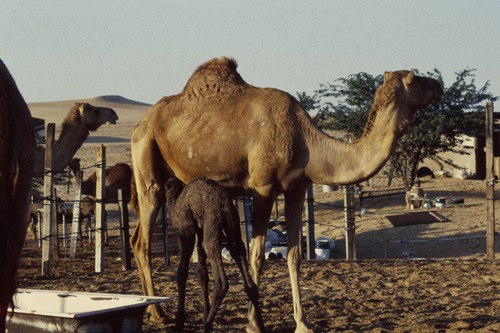 121_ＵＡＥ　'88.12月 ⑧ イスラム墓地　らくだ基地　息子孫との１日