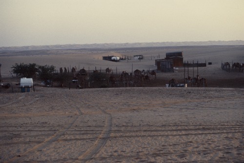 121_ＵＡＥ　'88.12月 ⑧ イスラム墓地　らくだ基地　息子孫との１日