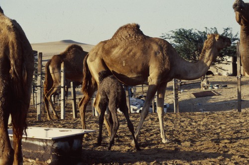 121_ＵＡＥ　'88.12月 ⑧ イスラム墓地　らくだ基地　息子孫との１日