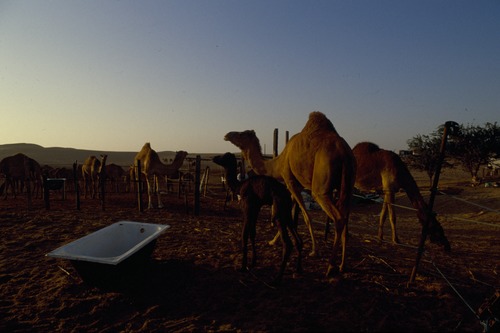 121_ＵＡＥ　'88.12月 ⑧ イスラム墓地　らくだ基地　息子孫との１日