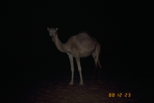 121_ＵＡＥ　'88.12月 ⑧ イスラム墓地　らくだ基地　息子孫との１日
