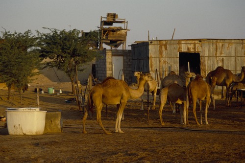 121_ＵＡＥ　'88.12月 ⑧ イスラム墓地　らくだ基地　息子孫との１日