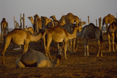 121_ＵＡＥ　'88.12月 ⑧ イスラム墓地　らくだ基地　息子孫との１日