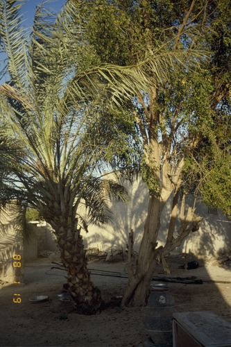 123_ＵＡＥ　'88.1月　⑩ 民家のおじいさん・庭、博物館（？）、ラッセルハイマ・ホテル、ラッセルハイマ・ザアビ家、アラブ人家庭内の女性・食事、オフィスの女性（ラッセルハイマホテルなど）