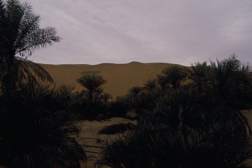 127_アブダビの女性　ＵＡＥ　'88 Ⅱ