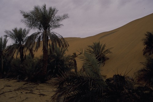 127_アブダビの女性　ＵＡＥ　'88 Ⅱ