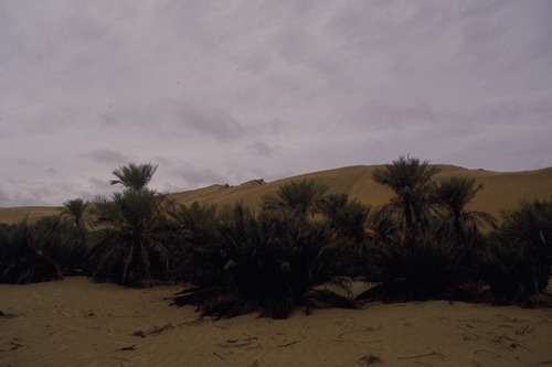 127_アブダビの女性　ＵＡＥ　'88 Ⅱ