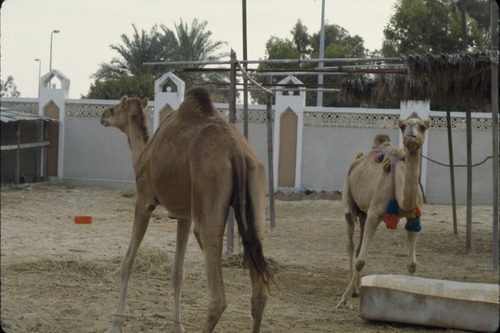 193_UAE   '92.2