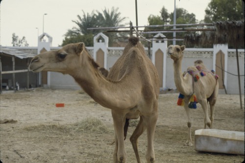 193_UAE   '92.2