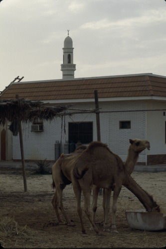 193_UAE   '92.2