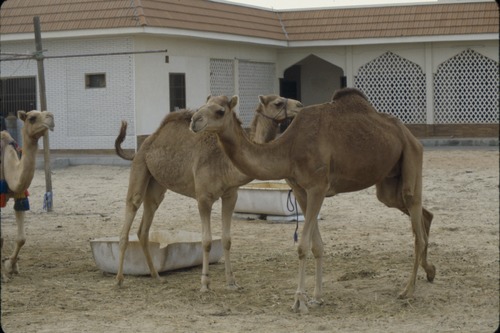 193_UAE   '92.2