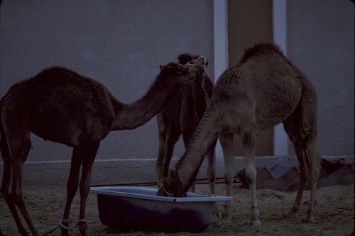 193_UAE   '92.2